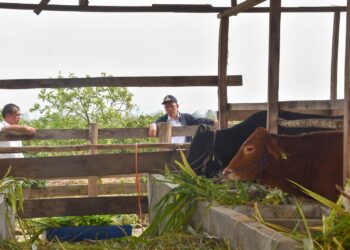 Bupati Humbahas, Dosmar Banjarnahor, SE, saat meninjau peternakan sapi milik Kelompok Tani Dosroha Marade, di Desa Sipituhuta, Kecamatan Pollung, Rabu (18/10/2023).