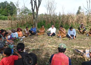 Bupati Humbang Hasundutan, Dosmar Banjarnahor, SE, panen jagung bersama Kelompok Tani Barisan Nauli dari Desa Hutasoit I, Senin (2/10/2023).