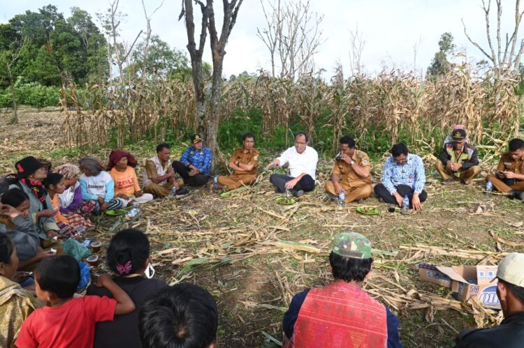 Bupati Humbang Hasundutan, Dosmar Banjarnahor, SE, panen jagung bersama Kelompok Tani Barisan Nauli dari Desa Hutasoit I, Senin (2/10/2023).