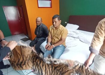 Kedua pelaku penjualan kulit harimau dan sisik trenggiling saat diamankan di Padang Sidimpuan. (Foto: Dok. Polda Sumut).