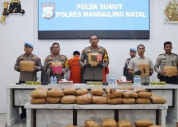 Momen Kapolres Mandailing Natal merilis pengungkapan pengedaran narkoba 116 ganja kering jaringan Mandailing Natal - Sumatera Barat, Kamis (18/1/2024).