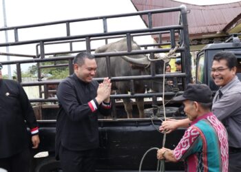 Bupati Pakpak Bharat, Franc Bernhard Tumanggor, menyerahkan bantuan satu ekor kerbau untuk pelaksanaan Ritual Adat “Menanda Tahun” se-Kabupaten Pakpak Bharat, di halaman Kantor Camat Pergetteng-Getteng Sengkut, Rabu (22/02/2024).