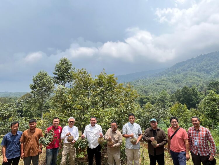 Bupati Pakpak Bharat, Franc Bernhard Tumanggor, mengunjungi Kebun Durian milik Ir. Al Hilal Hamdi, seorang petani durian, di Kecamatan Cikadang, Kabupaten Sukabumi, Jawa Barat, Selasa (26/03/2024).