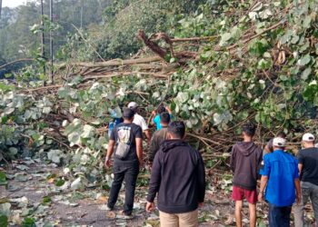 Tim evakuasi personel TNI, Polri, pemerintah kecamatan, dan warga, segera bertindak cepat melakukan pemotongan dan pengangkutan sisa-sisa pohon yang tumbang.