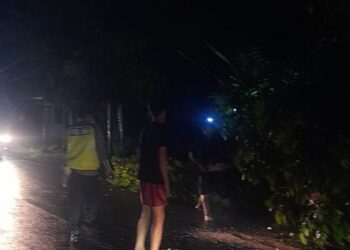 Petugas kepolisian turun ke lokasi untuk bersihkan jalan akibat pohon mahoni tumbang.