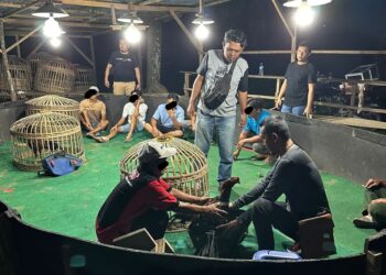 Polres Simalungun menggerebek lokasi perjudian sabung ayam, di Desa Balimbingan, Kecamatan Tanah Jawa, Kabupaten Simalungun, pada Jumat (17/5/2024).