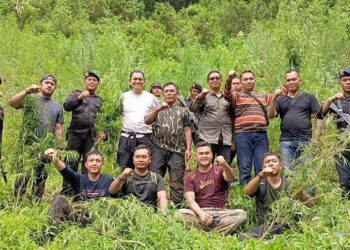 Foto: Ladang ganja seluas 5 hektare yang ditemukan di Madina. (Dok BRIN)