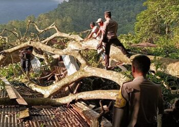 Kondisi pohon tumbang menimpa empat bangunan rumah warga di Desa Jangga Toruan, Kecamatan Lumbanjulu, Kabupaten Toba, Sumatra Utara, Rabu (15/5/2024). (Foto: Ist)