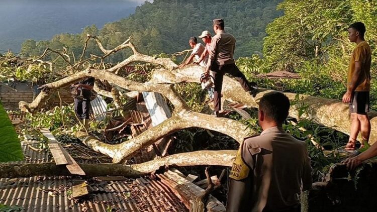 Kondisi pohon tumbang menimpa empat bangunan rumah warga di Desa Jangga Toruan, Kecamatan Lumbanjulu, Kabupaten Toba, Sumatra Utara, Rabu (15/5/2024). (Foto: Ist)