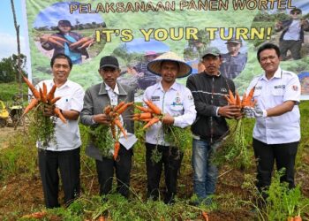 Pemkab Humbahas bersama TTM, panen wortel nantes, di Food Estate dan hasilnya lebih kurang 10 ton per hektar, Rabu (12/6/2024).