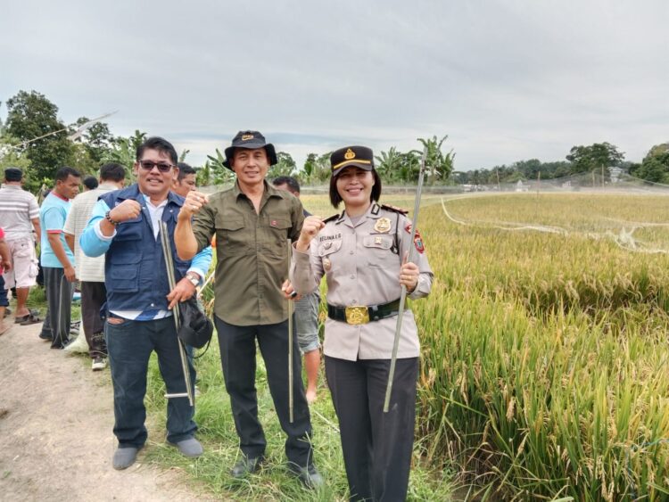 Kapolsek Siantar Marihat, AKP Relina Lumban Gaol, S.Sos, hadiri kegiatan ubinan atau menguji hasil padi perhektar, di Hamparan Persawahan Sianjur Nauli, pada Rabu (17/7/2024), sekitar pukul 09.15 WIB.