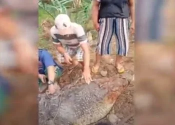 Buaya muara berukuran besar yang memangsa lima warga ditangkap warga Mandailing Natal. (Foto: iNews)