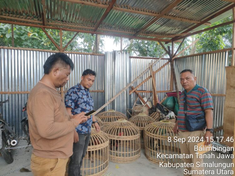 Polsek Tanah Jawa melakukan penggerebekan, di sebuah gelanggang sabung ayam yang berlokasi di UD. Tangkahan, Huta I Sigaol, Nagori Bosar Bayu, Kecamatan Huta Bayu Raja, Kabupaten Simalungun, pada Minggu (8/9/2024).