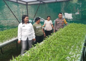 Bhabinkamtibmas Kelurahan Kahean Polsek  Siantar Utara, Aipda H.E Pane, panen sayur kangkung, di Halaman Kantor Kelurahan kahean, pada Selasa (12/11/2024).