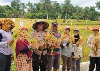 Bhabinkamtibmas Polsek Gunung Maligas, Ipda Amril Yousnaidi, melakukan kunjungan dan kegiatan panen bersama kelompok tani, di Nagori Karang Sari, Kecamatan Gunung Maligas.