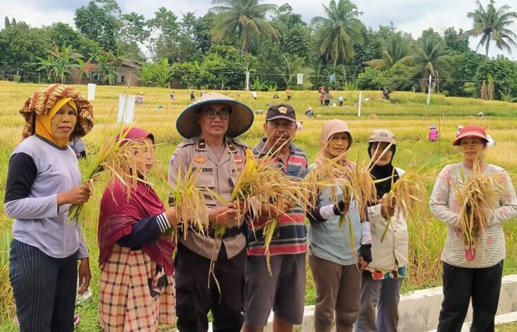 Bhabinkamtibmas Polsek Gunung Maligas, Ipda Amril Yousnaidi, melakukan kunjungan dan kegiatan panen bersama kelompok tani, di Nagori Karang Sari, Kecamatan Gunung Maligas.