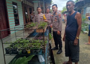 Kapolsek Siantar Timur, IPTU Edy J.J. Manalu, S.H, M.H, sambangi rumah warga yang menanam tanaman bergizi, di Jalan Narumondah Bawah, Gg. Dame, Kelurahan Kebun Sayur, Kecamatan iantar Timur, Kota Pematangsiantar, pada Selasa (12/11/2024) sore, sekira pukul 15.30 WIB.