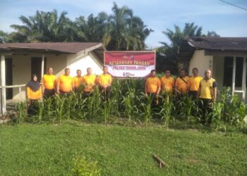 Polsek Tanah Jawa menanam jagung, di lahan kosong belakang Aspol serta di belakang rumah dinas Kapolsek Tanah Jawa.