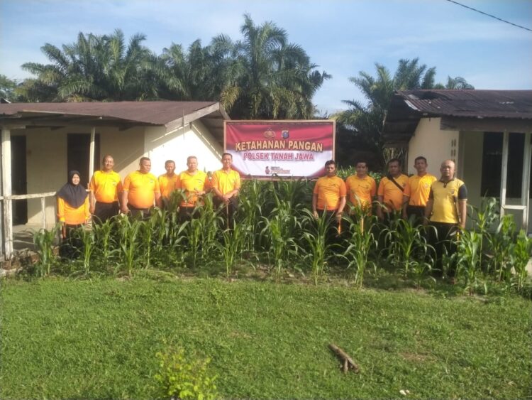 Polsek Tanah Jawa menanam jagung, di lahan kosong belakang Aspol serta di belakang rumah dinas Kapolsek Tanah Jawa.