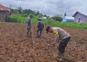 Polsek Bosar Maligas, memprakarsai sebuah proyek budidaya ubi kayu yang bertujuan meningkatkan ketahanan pangan lokal.