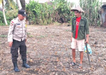 Bhabinkamtibmas Kelurahan Martimbang, AIPDA Jerry Adrian, melakukan lahan jagung milik warga binaan bernama Berando Sianipar, di Jalan Marimbun, pada Senin (2/12/2024) siang, sekitar pukul : 12.30 WIB.