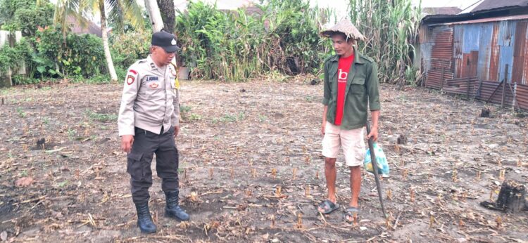 Bhabinkamtibmas Kelurahan Martimbang, AIPDA Jerry Adrian, melakukan lahan jagung milik warga binaan bernama Berando Sianipar, di Jalan Marimbun, pada Senin (2/12/2024) siang, sekitar pukul : 12.30 WIB.