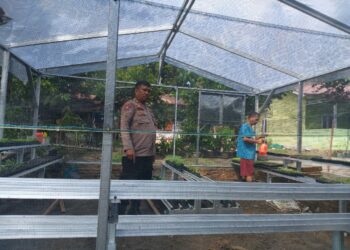 Bhabinkamtibmas Kelurahan Nagapita, AIPTU S. Ambarita melaksanakan sambang dan mendorong P2L (Pekarangan Pangan Lestari) milik Wanita Kolompok Tani, tanami lahan kosong yang dibentuk RT Muhamad Nuh, di Jl. Nagapitu, Kelurahan Nagapitu, Kecamatan Siantar Martoba, Kota Pematangsiantar, pada Kamis (5/12/2024) siang, pukul : 11.00 WIB.