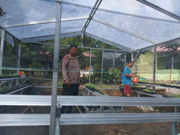 Bhabinkamtibmas Kelurahan Nagapita, AIPTU S. Ambarita melaksanakan sambang dan mendorong P2L (Pekarangan Pangan Lestari) milik Wanita Kolompok Tani, tanami lahan kosong yang dibentuk RT Muhamad Nuh, di Jl. Nagapitu, Kelurahan Nagapitu, Kecamatan Siantar Martoba, Kota Pematangsiantar, pada Kamis (5/12/2024) siang, pukul : 11.00 WIB.