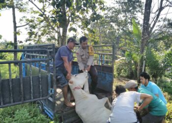 BRIPKA Asril Manurung ikut membantu mengevakuasi mayat lembu dari lokasi.