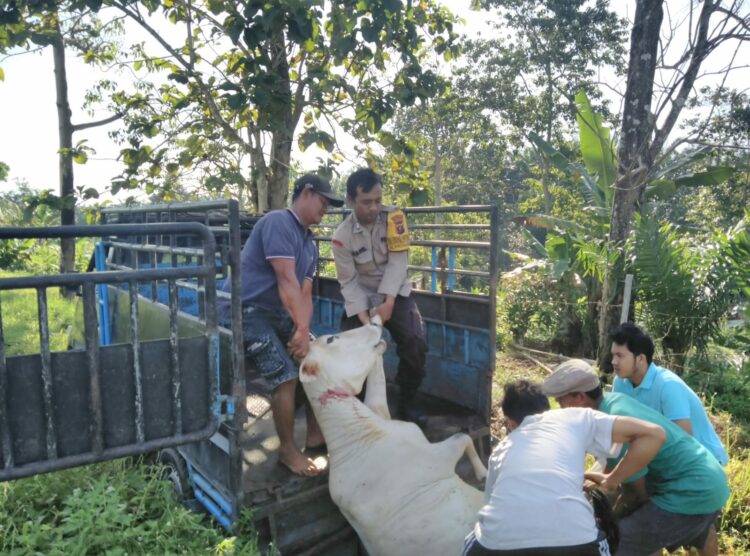 BRIPKA Asril Manurung ikut membantu mengevakuasi mayat lembu dari lokasi.