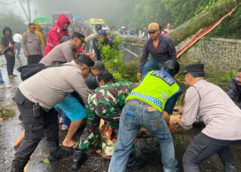 Jalur utama penghubung Berastagi-Medan, di Jalan Jamin Ginting Km 55-56, sempat lumpuh total akibat pohon tumbang, pada Sabtu (11/01/2025) pagi, sekitar pukul 07.50 WIB.