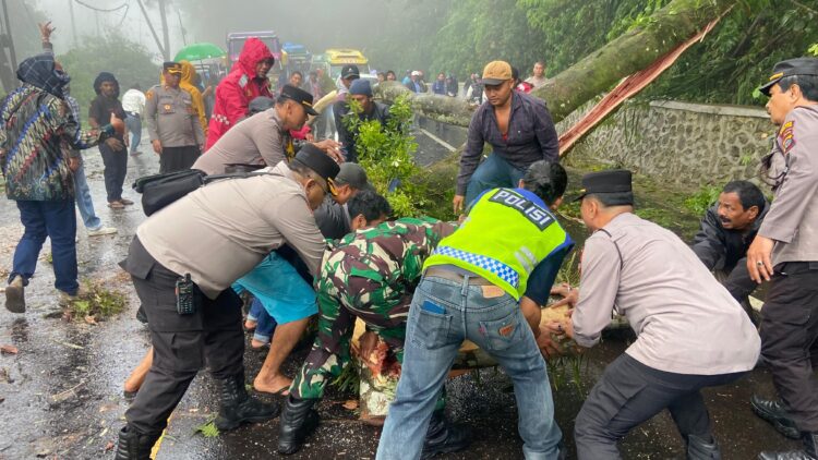 Jalur utama penghubung Berastagi-Medan, di Jalan Jamin Ginting Km 55-56, sempat lumpuh total akibat pohon tumbang, pada Sabtu (11/01/2025) pagi, sekitar pukul 07.50 WIB.