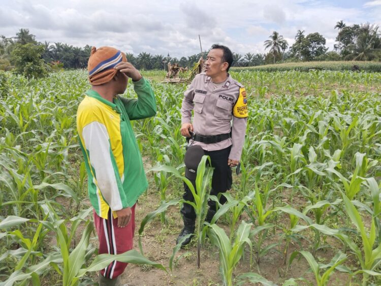 Bhabinkamtibmas Polsek Siantar Martoba, AIPTU Napena dan Bripka Nurdiansyah, sambangi warga binaan, Joni Apo Simarmata yang memanfaatkan lahan sempitnya, di Jalan Sibatu – batu, pada Selasa (14/1/2025), pukul : 11.00 WIB.