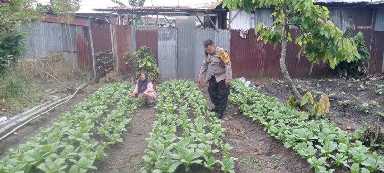 Bhabinkamtibmas Kelurahan Tomuan, Aipda Okto Sihole, temui warga binaan, Ibu Tiopan Hutagaol yang memiliki lahan kosong dengan menanam tanaman sayuran, di Jl. Narumonda Bawah, Kelurahan Tomuan, Kecamatan Siantar Timur, Kota Pematangsiantar, pada Rabu (15/1/2025), sekitar pukul : 10.33 WIB.