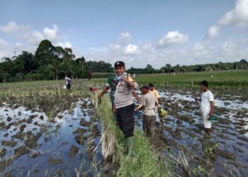 Polsek Raya Kahean berkolaborasi dengan kelompok tani (GAPOKTAN) Miduk Jaya Nagori Bah Tonang  untuk membasmi hama tikus, di lahan sawah masyarakat, pada Jumat (31/1/2025) pagi lalu, sekitar pukul 09.30 WIB.