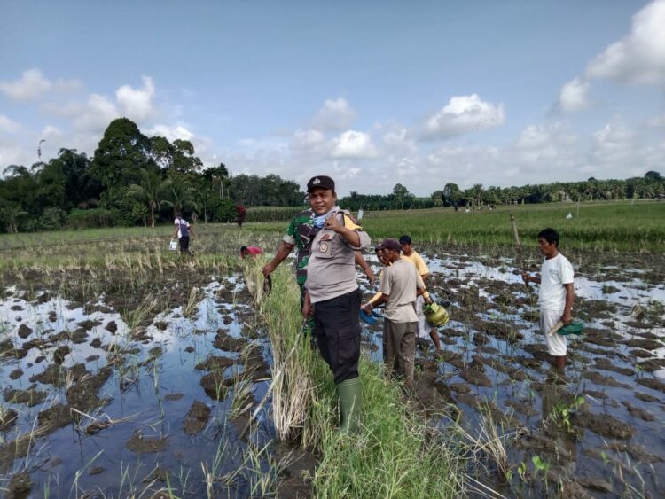 Polsek Raya Kahean berkolaborasi dengan kelompok tani (GAPOKTAN) Miduk Jaya Nagori Bah Tonang  untuk membasmi hama tikus, di lahan sawah masyarakat, pada Jumat (31/1/2025) pagi lalu, sekitar pukul 09.30 WIB.