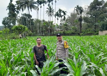 melalui Bhabinkamtibmas Kelurahan Baru, AIPDA Yudi Patra, sambang warga, Bapak Indra Saragih yang memanfaatkan lahan tanam jagung, di Jalan Sriwijaya, Kelurahan Baru, Kecamatan Siantar Utara, Kota Pematangsiantar, pada Rabu (12/2/2025) pagi, sekitar pukul 10.35 WIB.