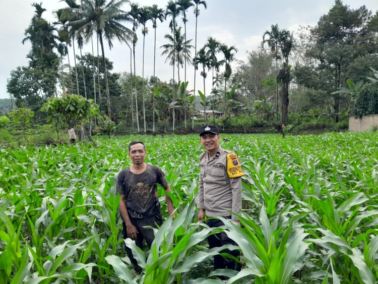 melalui Bhabinkamtibmas Kelurahan Baru, AIPDA Yudi Patra, sambang warga, Bapak Indra Saragih yang memanfaatkan lahan tanam jagung, di Jalan Sriwijaya, Kelurahan Baru, Kecamatan Siantar Utara, Kota Pematangsiantar, pada Rabu (12/2/2025) pagi, sekitar pukul 10.35 WIB.