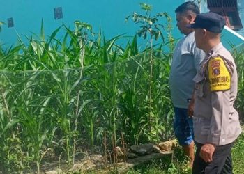 Bhabinkamtimas Kelurahan Suka Maju, Aipda Adilman Manalu, sambang warga binaan, Bapak S. Gultom yang memanfaatkan pekarangan dengan tanam tanaman bergizi, di Jalan Farel Pasaribu Lapangan Bola Atas, pada Kamis siang (22/5/2025).