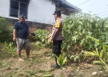 Bhabinkamtibmas Kelurahan Sukadame, AIPTU P. Simanjuntak menggelar sambang dan pengecekan kepada seorang warga binaan, Bapak Hasibuan yang memanfaatkan lahan dengan menanam tanaman ubi, di Jalan Serumpun Pematangsiantar, pada Jumat (27/6/2025) siang.