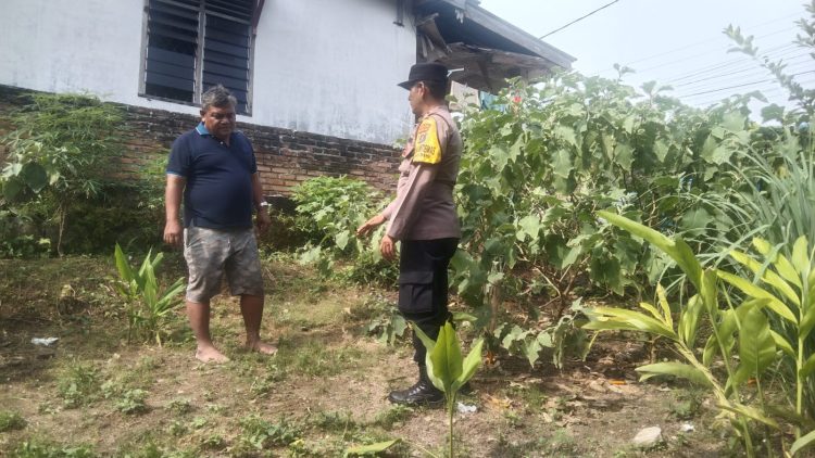 Bhabinkamtibmas Kelurahan Sukadame, AIPTU P. Simanjuntak menggelar sambang dan pengecekan kepada seorang warga binaan, Bapak Hasibuan yang memanfaatkan lahan dengan menanam tanaman ubi, di Jalan Serumpun Pematangsiantar, pada Jumat (27/6/2025) siang.
