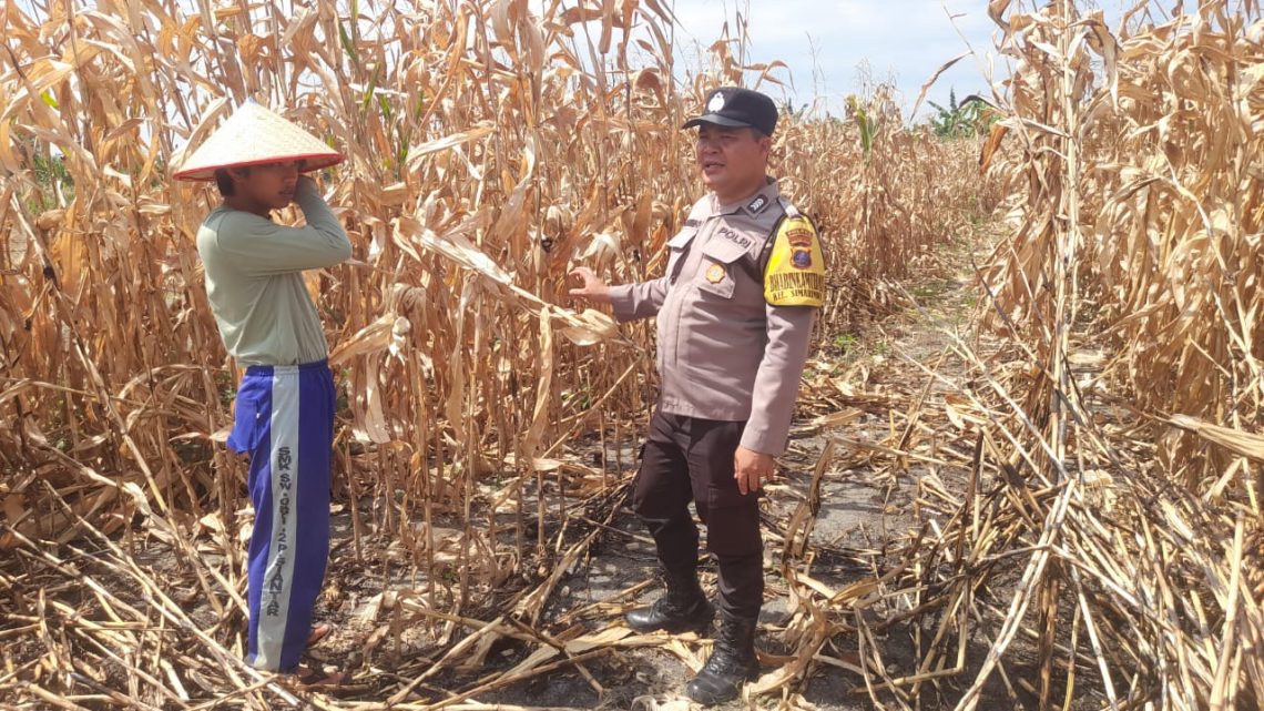 Bhabinkamtibmas Kelurahan Simarimbun, Bripka Johannes Siregar melaksanakan sambang kepada warga binaan, Dimas Sigalingging yang akan menanam jagung dalam mendukung program ketahanan pangan, pada Kamis (26/6/2025) pagi.