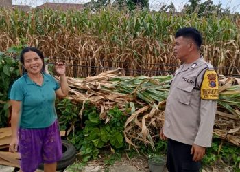 Bhabinkamtibmas Kelurahan BP Nauli, BRIPKA R. Pangaribuan, sambangi seorang warga, Ibu Norma Ningsih Tarigan yang memanfaatkan ladangnya untuk tanaman jagung, di Jalan Pisang Pematangsiantar, pada Sabtu (21/6/2025) siang.