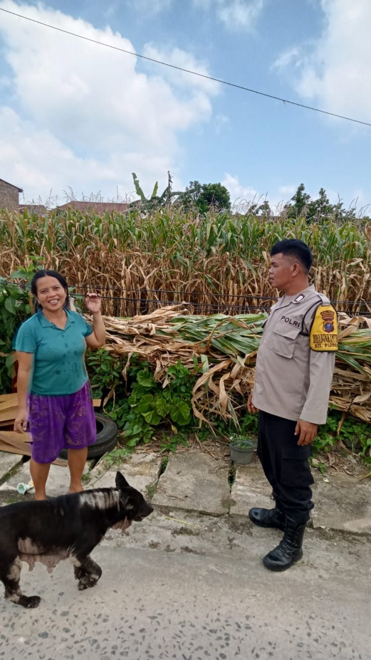 Bhabinkamtibmas Kelurahan BP Nauli, BRIPKA R. Pangaribuan, sambangi seorang warga, Ibu Norma Ningsih Tarigan yang memanfaatkan ladangnya untuk tanaman jagung, di Jalan Pisang Pematangsiantar, pada Sabtu (21/6/2025) siang.