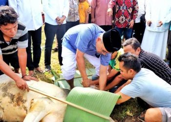 , Bupati Simalungun, Anton Achmad Saragih, langsung melakukan penyembelihan hewan qurban, di Masjid Ilham Sigundaba, Pamatang Raya, Sumut,  Jumat (6/6/2025).