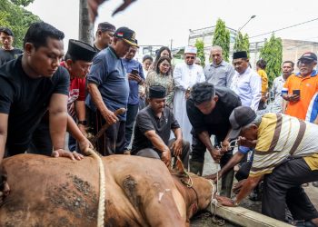 Sapi yang diserahkan Ny Liswati disembelih langsung oleh Ketua DP MUI Kota Pematangsiantar, Muhammad Ali Lubis, dan disaksikan langsung oleh Ny Liswati.