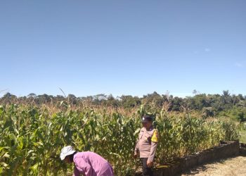 Polsek Siantar Marihat melaksanakan sambang kepada warga, Ibu Siagian boru Siahaan yang manfaatkan ladang tanam jagung, di Jalan Parapat Pematangsiantar, pada Sabtu (12/7/2025) siang.