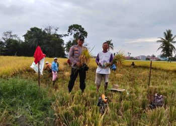 Bhabinkamtibmas Kelurahan Marihat Jaya, Aipda Erick F. Marbun, sambangi warga, Bapak D.A Oppungsunggu yang sedang panen padi, di Hamparan Marihat Jaya, Jalan Bahkora II Pematangsiantar, pada Kamis (10/7/2025) sore.