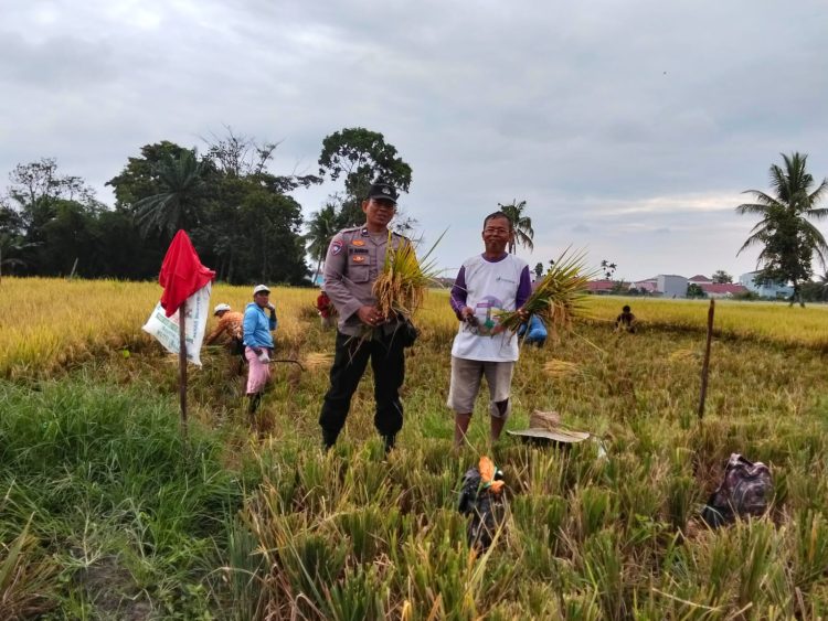 Bhabinkamtibmas Kelurahan Marihat Jaya, Aipda Erick F. Marbun, sambangi warga, Bapak D.A Oppungsunggu yang sedang panen padi, di Hamparan Marihat Jaya, Jalan Bahkora II Pematangsiantar, pada Kamis (10/7/2025) sore.