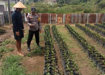 AIPDA Erick F. Marbun, selaku Bhabinkamtibmas Kelurahan Marihat Jaya, sambangi warga yang membudidayakan kelapa sawit, Bapak Sianipar, di Jalan Melanthon Siregar, pada Jumat (4/7/2025) siang.